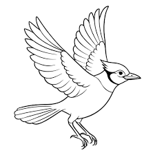 Steller's Jay