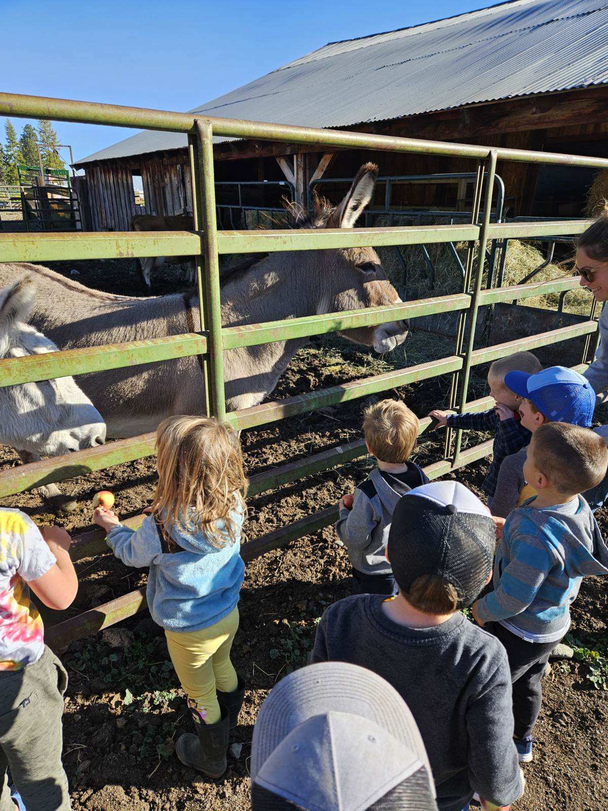 Children feeding donkeys at Old Souls Farm