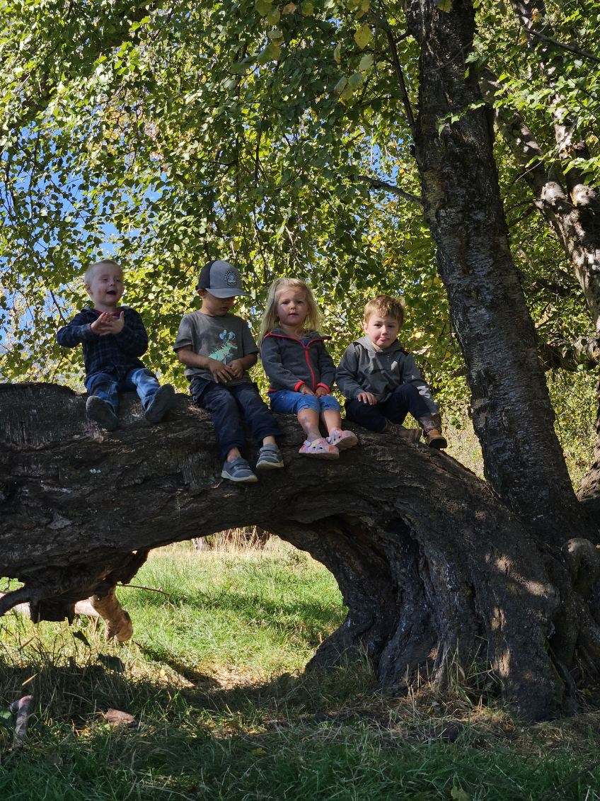 Children sitting together in a tree at Pine Creek Nature School
